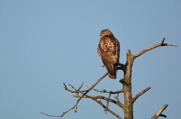 Red Tailed Hawk