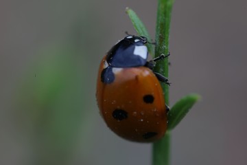bright ladybug on a green leaf.artvin/turkey