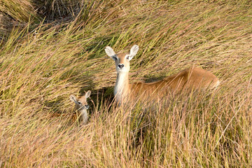 Red Lechwe mother and calf