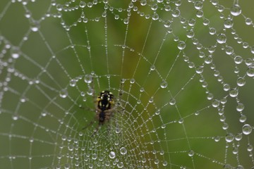 The spider web (cobweb) closeup background.