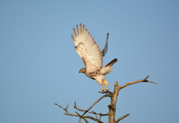 Red Tailed Hawk
