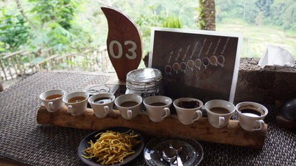 Culture de café kopi luwak à bali