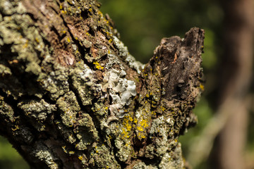 lichen on bark