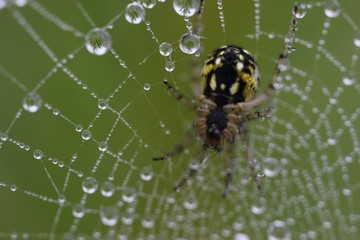 The spider web (cobweb) closeup background.