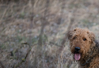 dog on grass, Airedale terrier