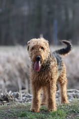 dog in park,Airedale terrier