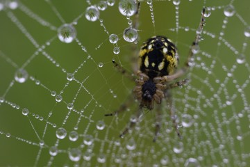 The spider web (cobweb) closeup background.
