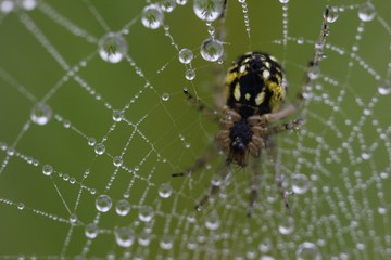 The spider web (cobweb) closeup background.