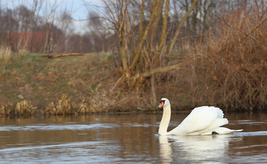 swan on lake