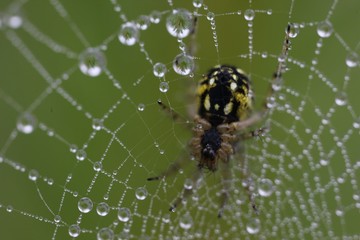 The spider web (cobweb) closeup background.