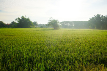 Landscape of rice plantation field morning sunrise