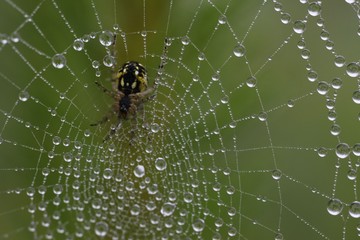 The spider web (cobweb) closeup background.