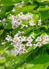 Trompetenbaum, Bohnenbaum, Katalpa