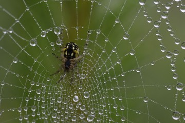 The spider web (cobweb) closeup background.