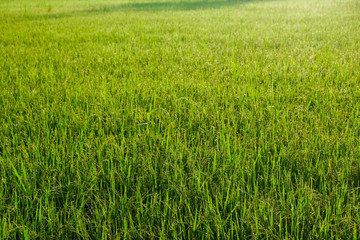 Landscape of rice plantation field morning sunrise