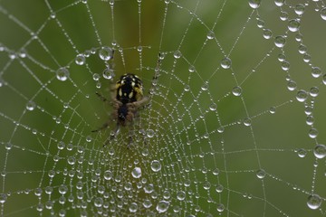 The spider web (cobweb) closeup background.
