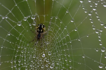 The spider web (cobweb) closeup background.