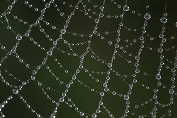 The spider web (cobweb) closeup background.