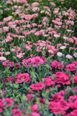 Vasi fioriti di garofani rosa