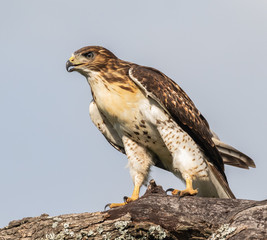 Bird of Prey standing on a tree limb