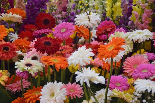 Fiori di gerbere di diversi colori