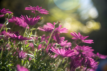 purple daisies backlight in the garden
