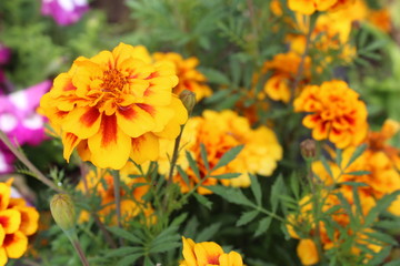 Naklejka na ściany i meble beautiful, fragrant flowers marigolds 