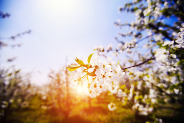 apple garden, blossom on tree, spring time