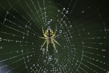 The spider web (cobweb) closeup background.