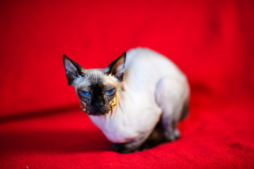 A beautiful gray sphinx cat