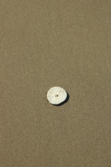 Fototapeta na wymiar Sand Dollar on the Beach