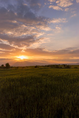 Fototapeta na wymiar Sunset on the lawn field vertical image