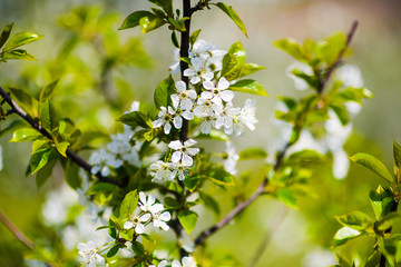 apple garden, blossom on tree, spring time