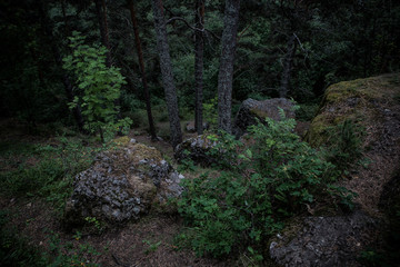Dark boulders covered in moss in the woods against stormy skies, green bushes