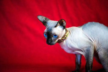 A beautiful gray sphinx cat