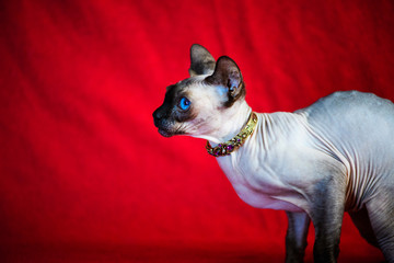 A beautiful gray sphinx cat