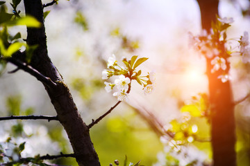 apple garden, blossom on tree, spring time