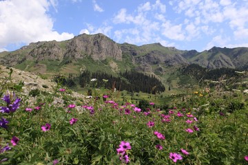 Obraz premium Beautiful Natural Greenery in village.artvin/turkey