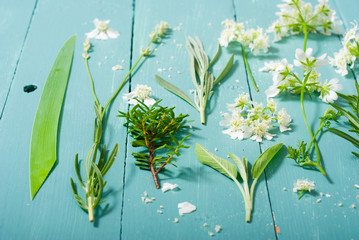 chervil flowers and other plants leaves collection on blue wood table background