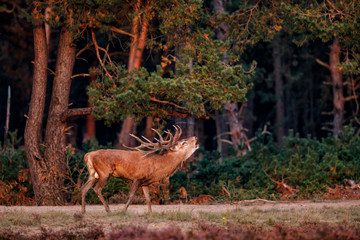 Naklejka na ściany i meble Red deer stag bellowing in rutting season in National Park Hoge Veluwe in the Netherlands