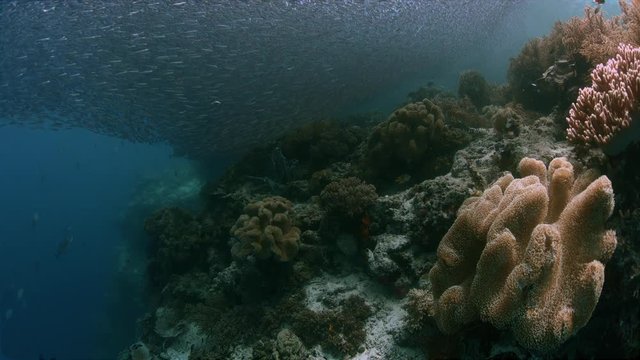 Colorful coral reef with healthy corals and plenty fish. South Raja Ampat school of silverfish dive site Barracuda Rock 4k footage