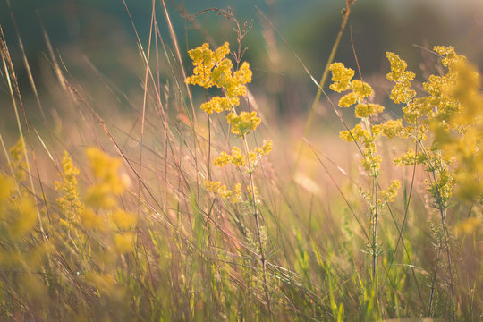 Landscape photo of grass field in the afternoon with yellow flowers. Floral, spring concept