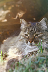 A portrait of grey fluffy cat on green spring grass