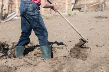farmer using hoe. potato planting. 