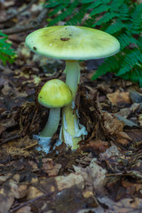 Amanita phalloides poisonous mushroom