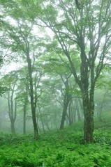 霧の黒岳の広葉樹林