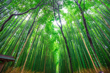 Obraz na płótnie Canvas Green bamboo forest background in Arashiyama Kyoto