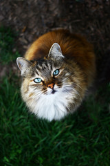Close up view on a fluffy blue eyed cat