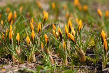 Forest glade with orange primroses. Concept of the first spring plants, seasons, weather