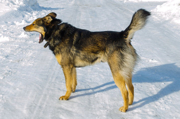 homeless mongrel in the winter in the cold